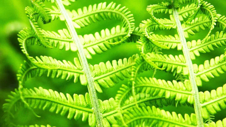 Sobne biljke koje vole sjenu: upoznajte biljke koje ne traže puno