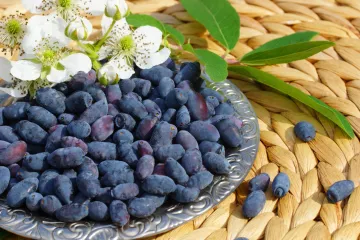 Uzgoj haskapa: kako uzgojiti sibirsku biljku?