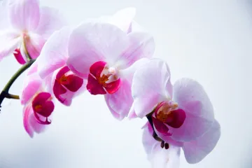 Orhideja cvjetanje - zašto vaša orhideja stagnira?