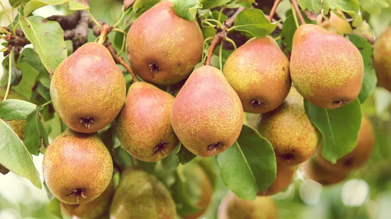 Koji štetnici kruške postoje?