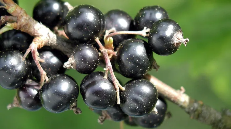 Crni ribiz uzgoj i trikovi za uspješan uzgoj ribiza