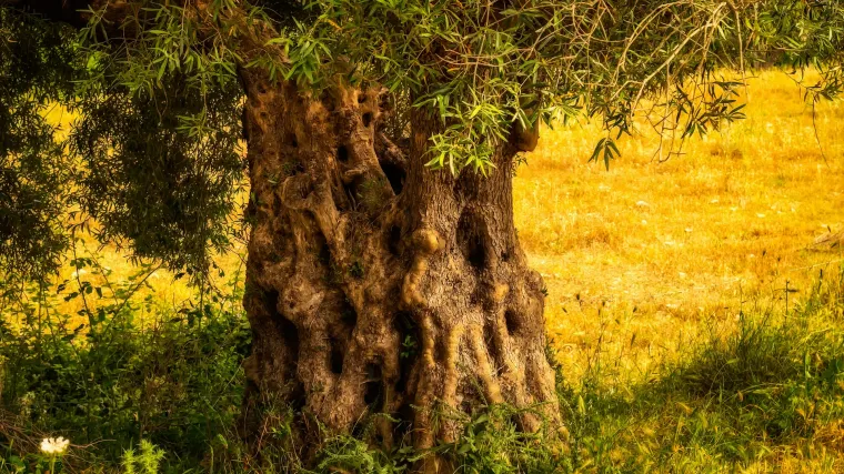 Cvjetanje masline: kada maslina procvjeta?