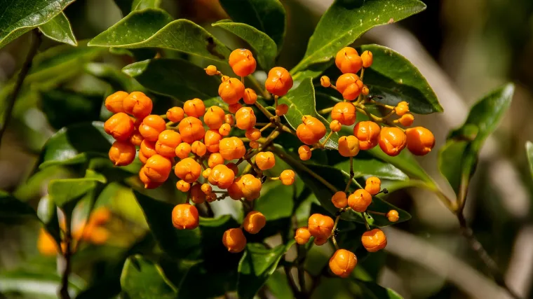 Koliko poznajete pitospora drvo - Pitospora drvo ukras u vrtu