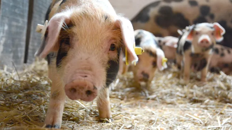 'Svinje su kupljene i dopremljene s područja Slavonije'