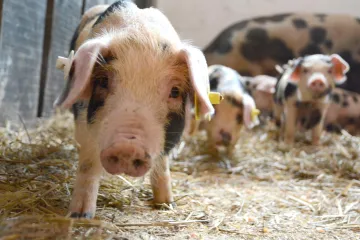 'Svinje su kupljene i dopremljene s područja Slavonije'