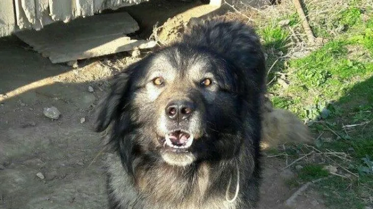 Pas Medo nakon tri godine opet ima Božić na slobodi: Pod borom će ga dočekati omiljena slastica