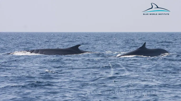 Japanci nakon 32 godine napu&scaron;taju staru praksu i kreću s izlovom kitova
