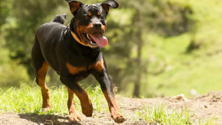 Dječaka (3) napao rotvajler ispred kafića: 'Počeo ga je trgati! Sreća da mu nisu probijena pluća!'