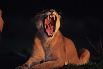 Među njima je i lavica koja je bila novogodišnji poklon