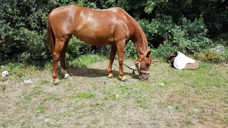 S ranča ukrali kobilu: 'Svaki slobodan trenutak bila sam uz nju. Ne želim misliti na najcrnji scenarij'