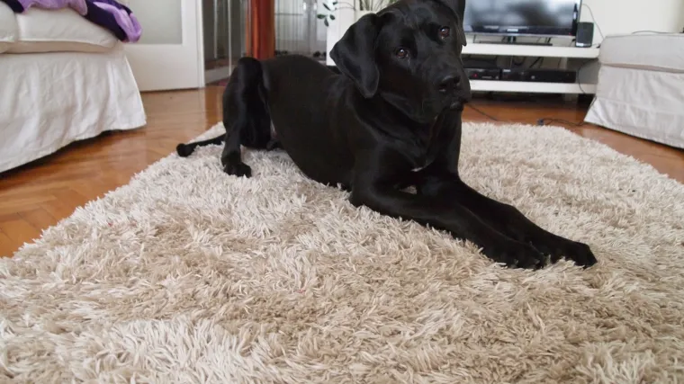 Rijetke pasmine pasa koje osvajaju na&scaron;e domove