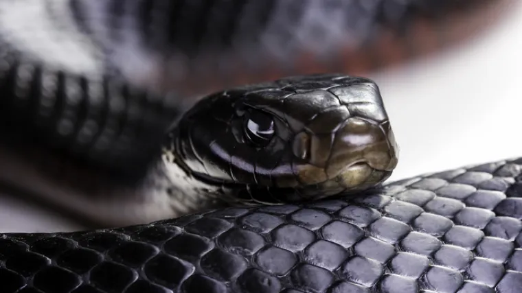 Znanstvenici nikada nisu našli ništa slično