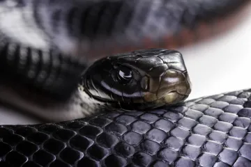 Znanstvenici nikada nisu našli ništa slično