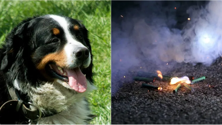 'Na&scaron;a Angie jutros nije mahala repom. S dana&scaron;njim jutrom oti&scaron;la je nakon vi&scaron;e od osam zajedničkih godina'