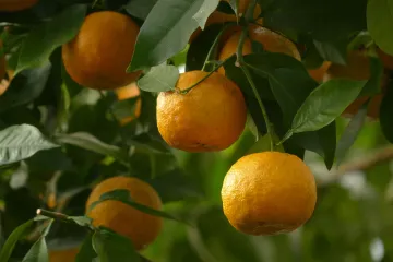 Divlja naranča liječi i ublažava razne bolesti