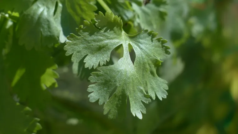 Znate li kada i kako se vrši sadnja peršina