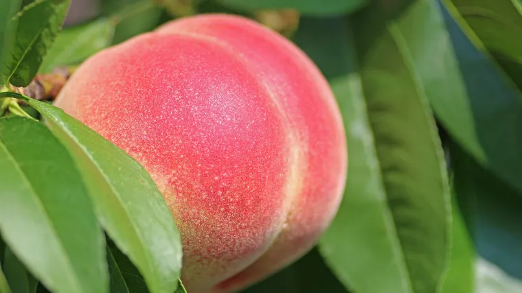 Uzgoj breskve u na&scaron;im krajevima