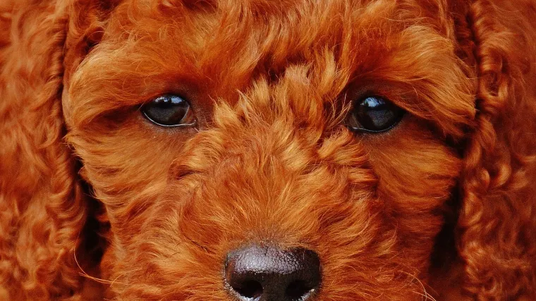 Kako znati da vas pas voli