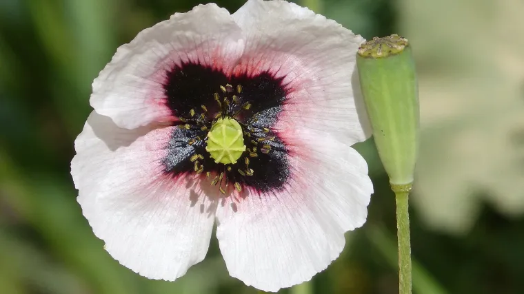 Koje je pravo vrijeme za sijanje maka