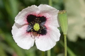 Koje je pravo vrijeme za sijanje maka