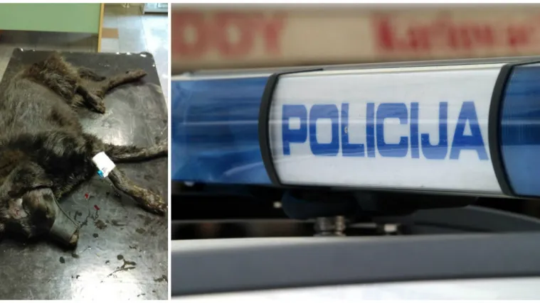 Strava kod Varaždina: 'Psa je udarao kamenom pa ga ostavio u &scaron;umi ležati u lokvi krvi'