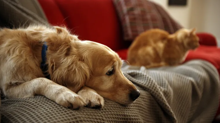 Ova općina brine o životinjama: Na snagu stupila nova odluka o uvjetima i načinu držanja ljubimaca