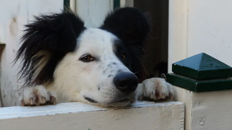 Znate li čemu služe ograde za pse u stanu