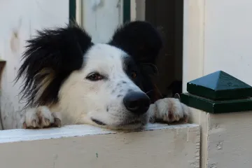 Znate li čemu služe ograde za pse u stanu