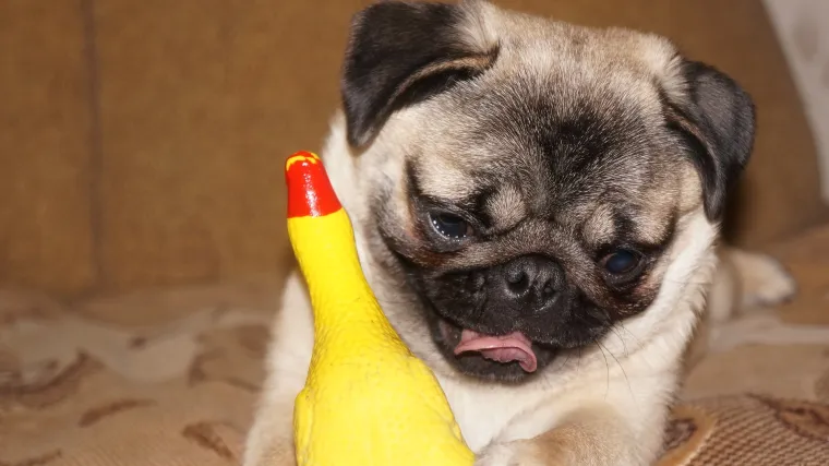 Znate li kako se igrati sa psom