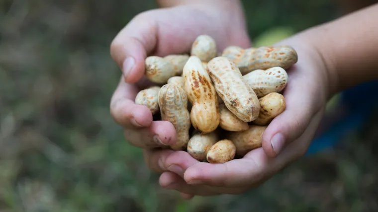 Uzgoj kikirikija u našim krajevima
