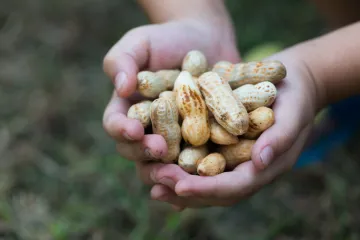 Uzgoj kikirikija u našim krajevima