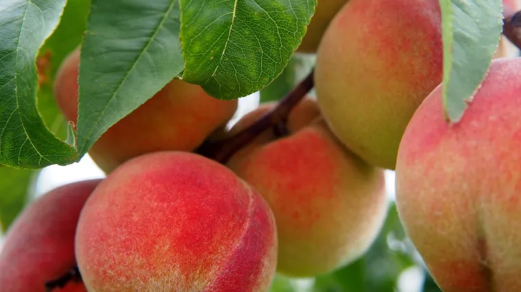 Znate li da se orezivanje bresaka obavlja nakon berbe?
