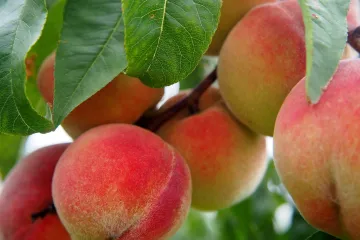 Znate li da se orezivanje bresaka obavlja nakon berbe?