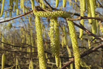 Sorte lijeske koje možemo uzgojiti kod nas
