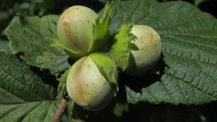 Da li se orezivanje lijeske radi svake godine?