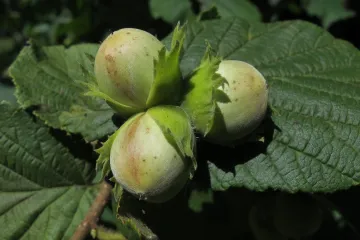 Da li se orezivanje lijeske radi svake godine?