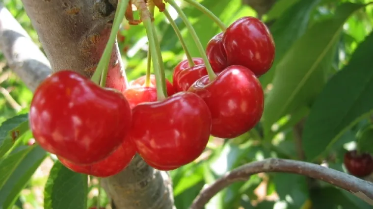 Znate li kada i kako se obavlja orezivanje trešnje