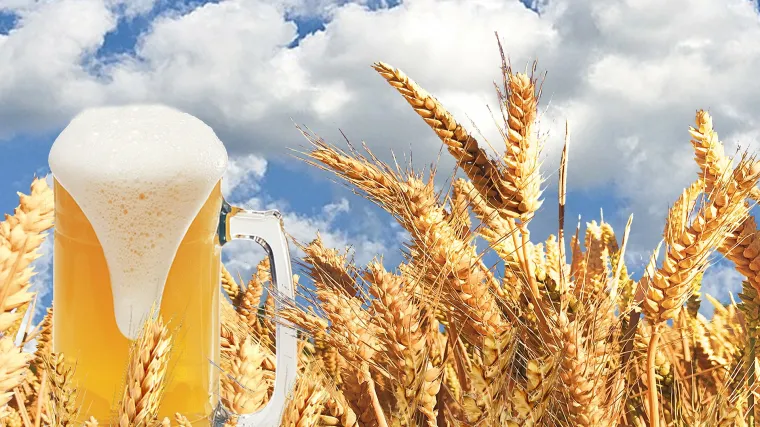 &Scaron;to je pivarski ječam  i znate li za &scaron;to se koristi