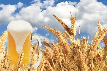 Što je pivarski ječam  i znate li za što se koristi