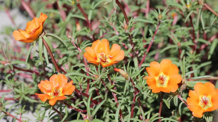 Saznajte kako uljepšati vrt: prkos cvijet sijanje, njega i uzgoj