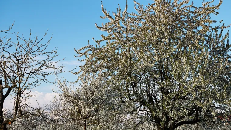 Koje samooplodne sorte trešanja poznajete