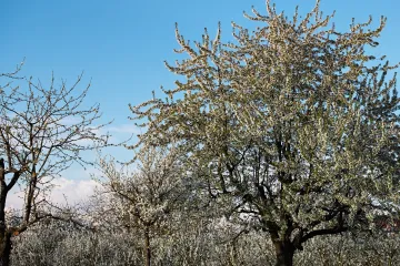 Koje samooplodne sorte trešanja poznajete