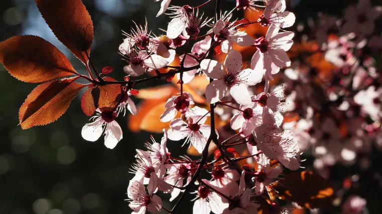 Zašto je stablo višnje idealno za vaš vrt