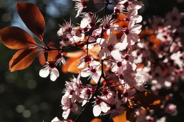 Zašto je stablo višnje idealno za vaš vrt