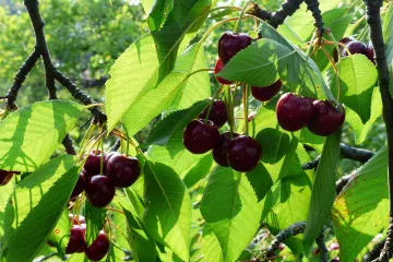 Trešnja Regina otporna sorta trešnje