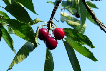 Trešnja volovsko srce