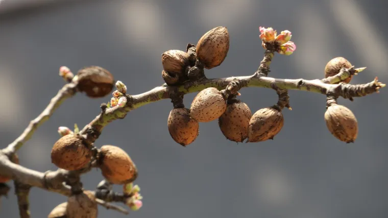 Znate li kako posaditi badem iz ploda