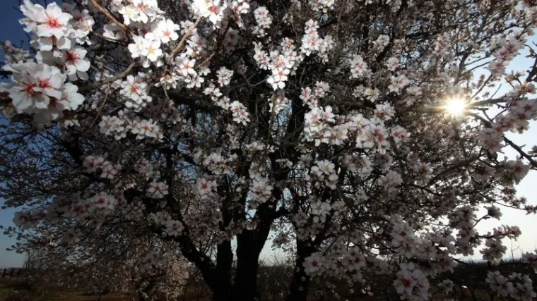 Znate li kako se sadi badem