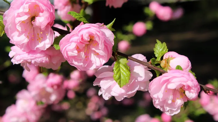 Cvijet badema jedan je od opjevanih cvjetova