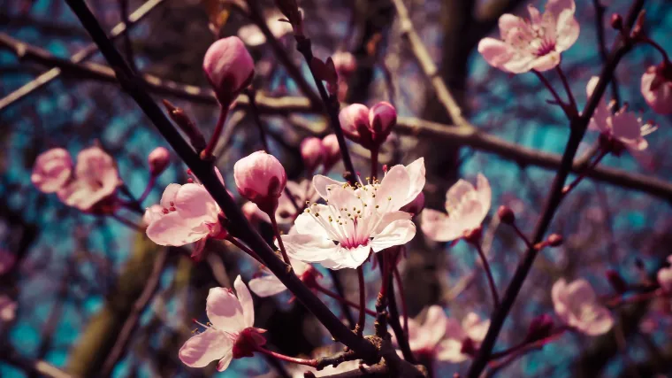 Što je sve potrebno za uspješno uzgajanje badema